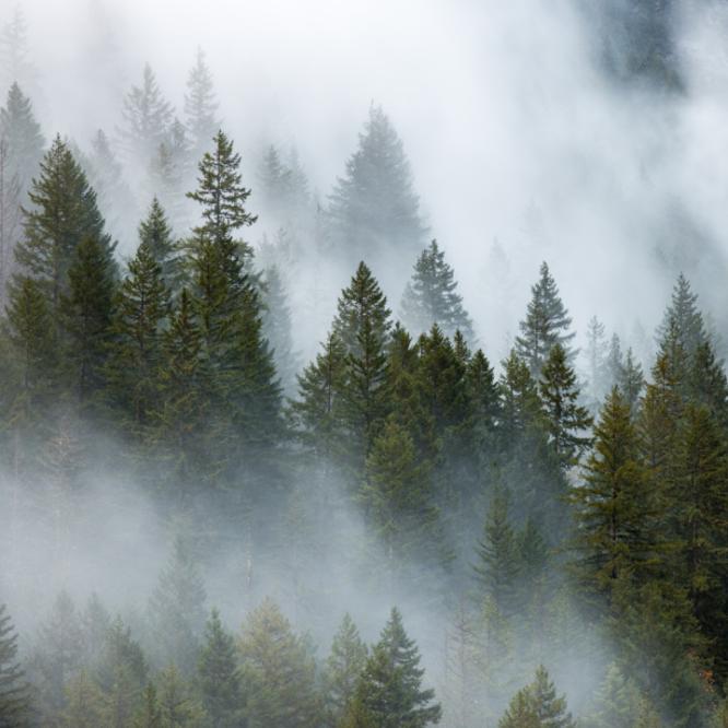 Pine Trees in the Fog