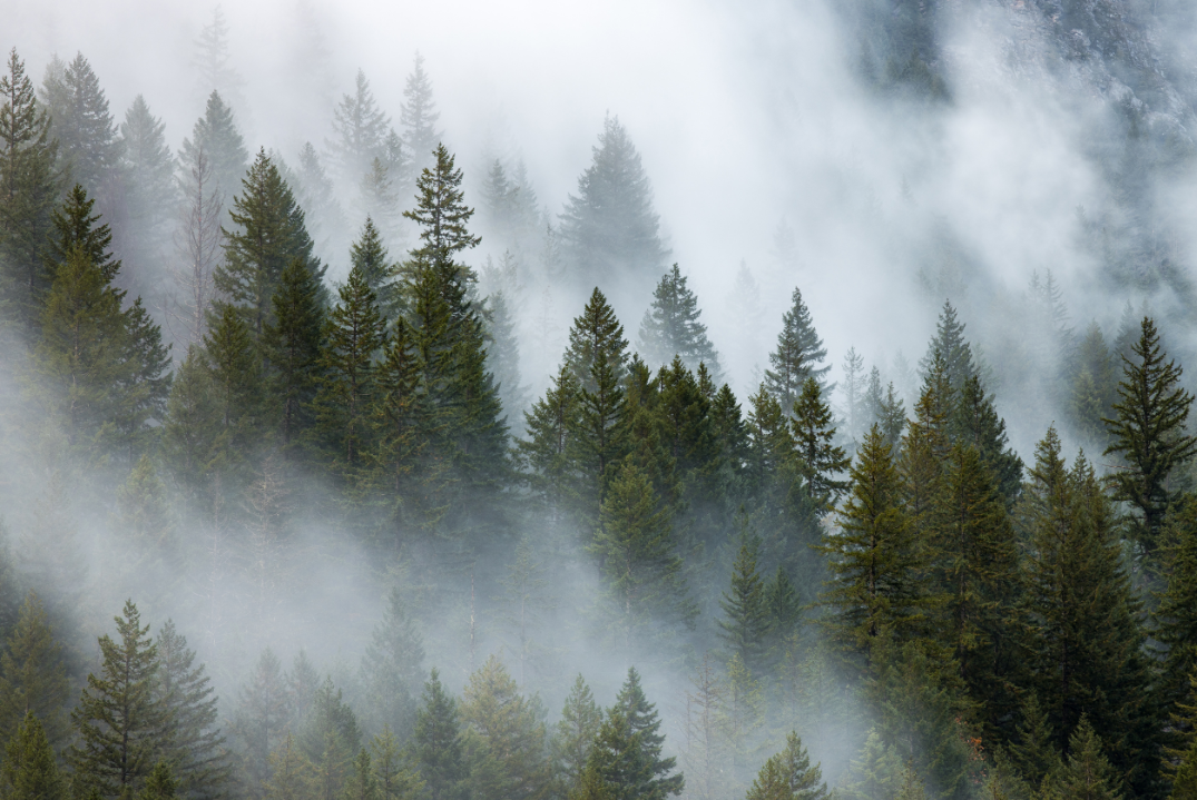Pine Trees in the Fog