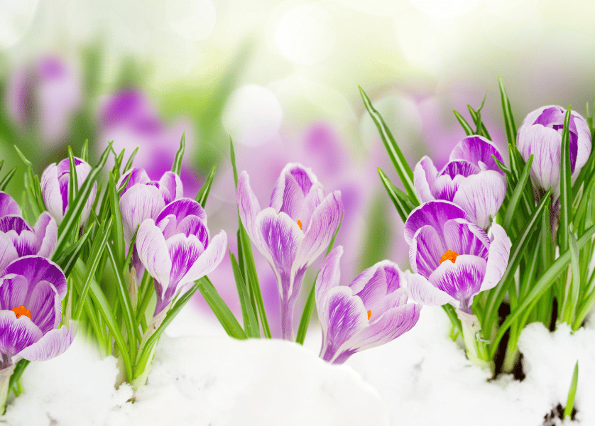 Purple crocus flowers in the snow