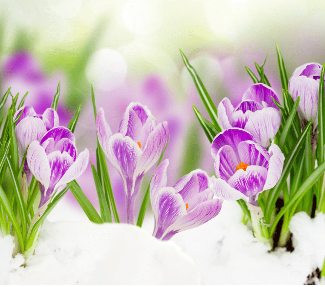 Multiple purple crocus blooming through snow