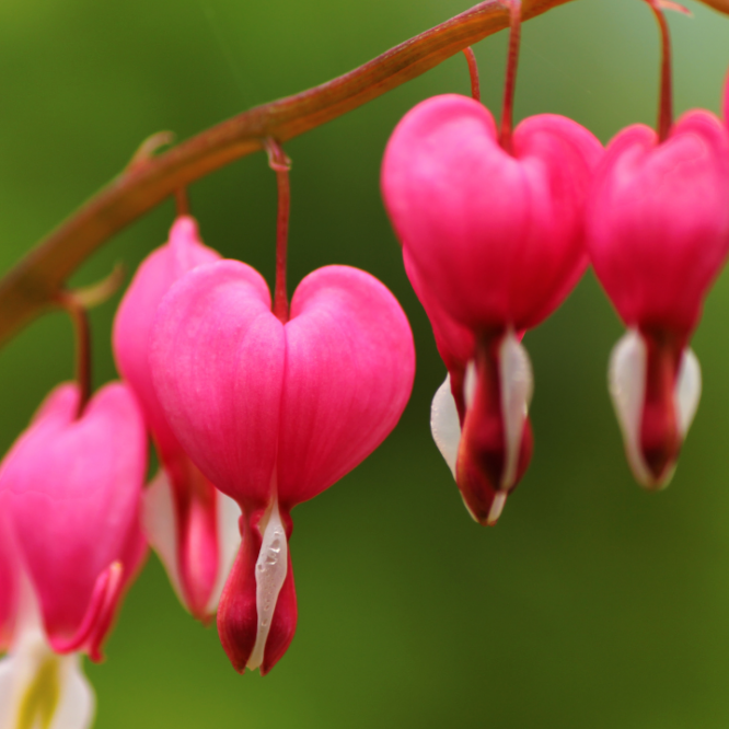 Close up of bleeding heart flowers