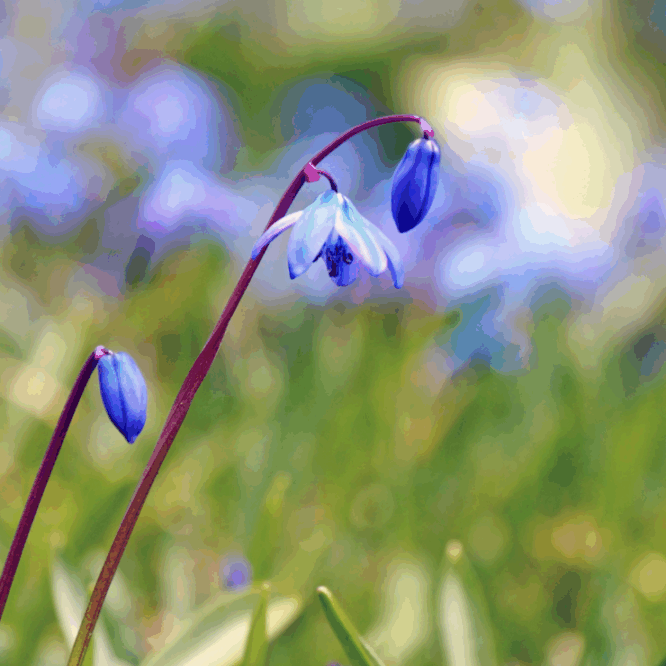 Squill Flower