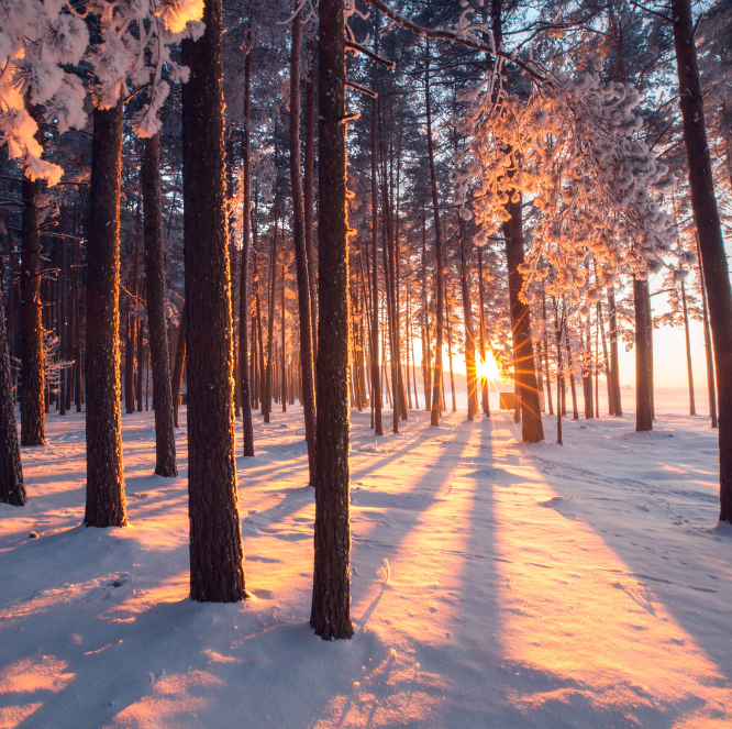 Sun peaking through trees in snow