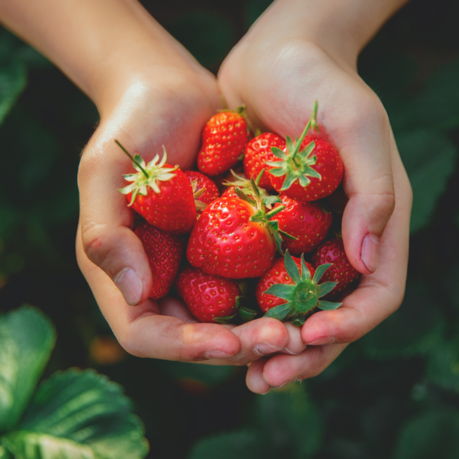 Two hands holding ripe strawberries
